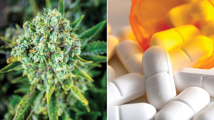 Cannabinoids vs. Opioids and the War on Everything