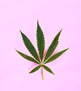 Cannabis 101