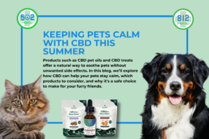 Read more about the article Keeping Pets Calm with CBD This Summer